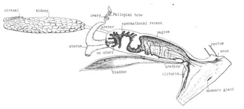 Killer Whale Reproductive System