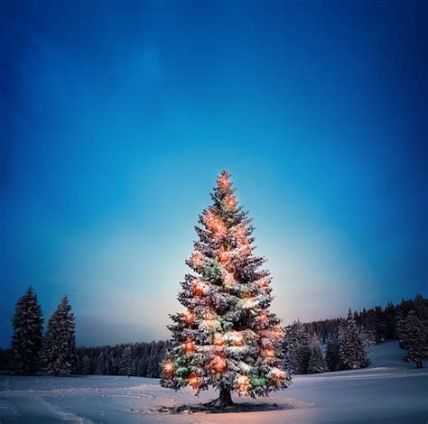 Outdoor Christmas Trees Stock Photos Pictures And Royalty Free Images