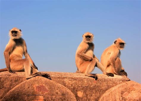 Visit Ranthambhore National Park India Audley Travel Us