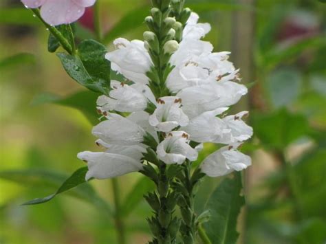 Here are some tips to grow it in your garden. Obedient Plant - Physostegia virginiana white. Fall bloom ...