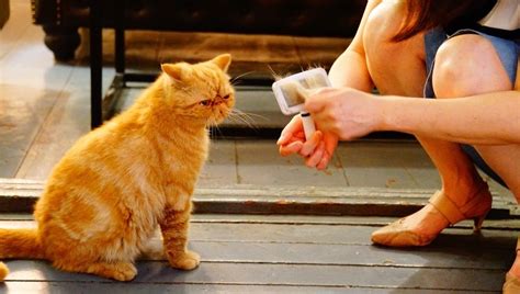 See more of low shedding on facebook. Spring Shedding: What To Do When Your Cat Loses Their ...
