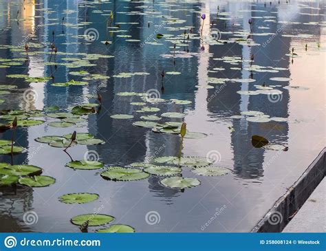Scenic Shot Of Lily Pads On A Pond Reflecting The City Skyline Stock