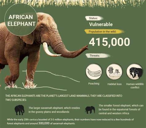 In Pictures The Ten Most Endangered Animals In Africa Infographic