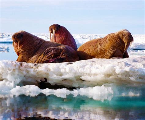 Walrus Fun Facts Walrus Fun Facts Polar Bear