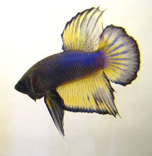 Galeri Ikan Ikan Cupang Dengan Bentuk Paling Indah Taman Bacaan Online