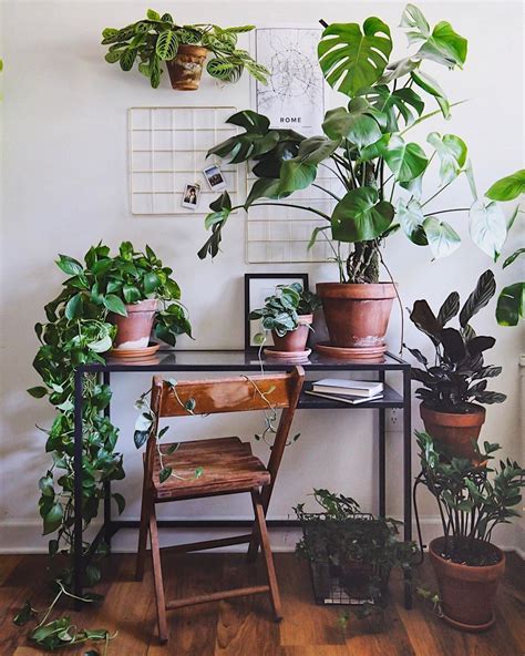 40 Beautiful Plants Ideas For Home Decor Flippedcase Plant Decor