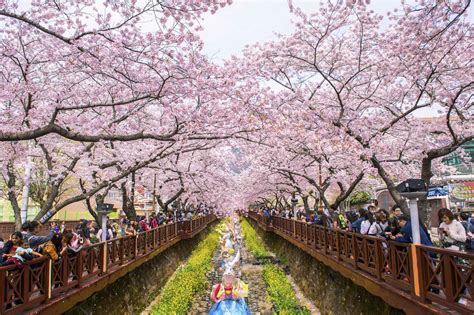 Where To See Cherry Blossoms In Asia Discovery