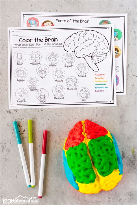 Parts Of The Brain Activity For Kids Brain Diagram And Worksheets Fo