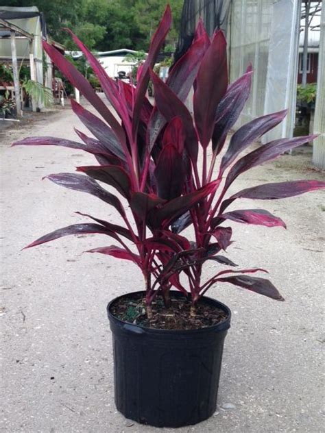 In some areas, ti plants are associated with good luck and good fortune to the homes they surround. Cordyline Red Sister | Plants, Hawaiian plants, Inside plants