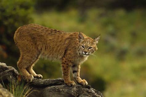 Can Domestic Cats Breed With Bobcats A Z Animals