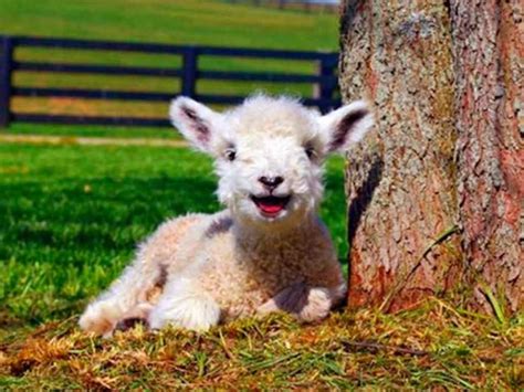 21 Pictures Of Cute Lambs And Adorable Billy Goats To