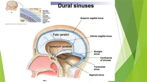 Dural Folds And Cavernous Sinus