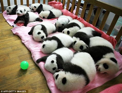 Pandaaahs Un Bear Ably Cute Cubs Snuggle Up In Their Nursery Daily