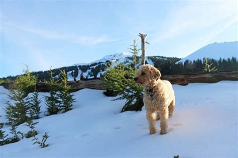 Where To Go Cross Country Skiing With Your Dog In Bend — Bend Magazine