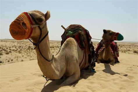 I heard that this song can go with any scene. Riding camels near Bab Al Shams, Dubai, UAE | Animals ...
