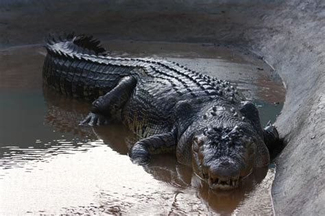 20 Fotos Assustadoras De Jacarés E Crocodilos