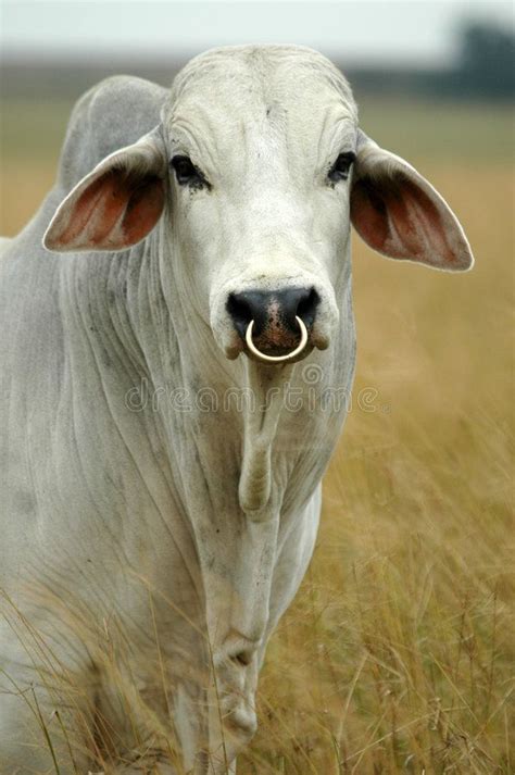 Brahman Bull White Brahman Bull Sponsored Bull Brahman