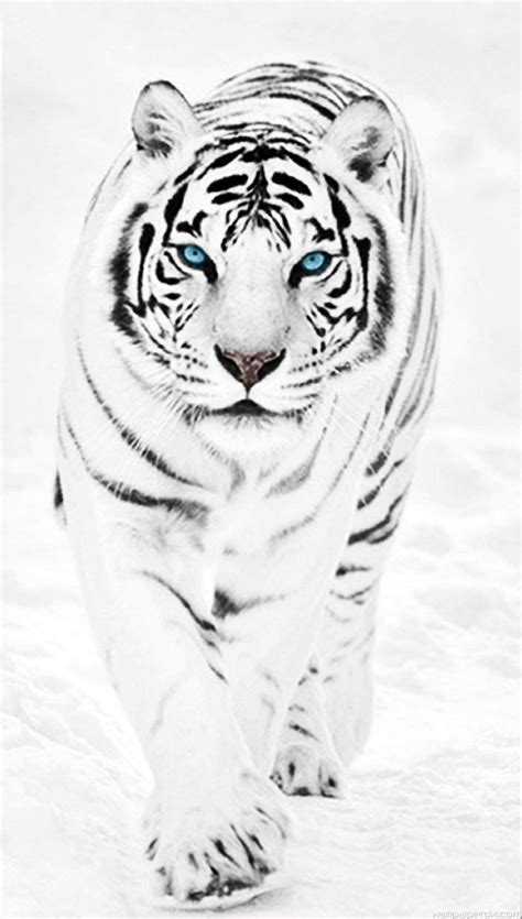 Tiger Iphone Hd Wallpapers Top Free Tiger Iphone Hd Backgrounds