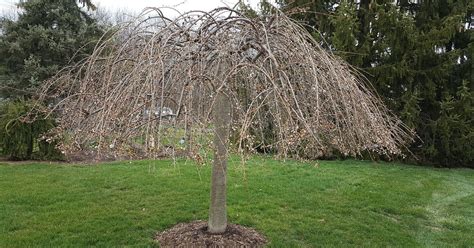 How To Prune An Overgrown Weeping Cherry Tree