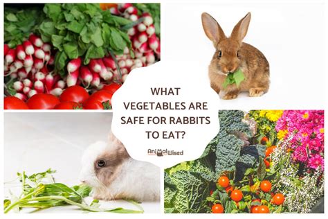 What Vegetables Are Safe For Rabbits To Eat Full List Of Safe Vegetables