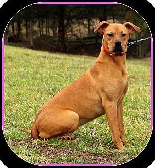 Fawn and white boxer puppies. Glastonbury, CT - Boxer/Rhodesian Ridgeback Mix. Meet Jazzy~new pics~, a dog for adoption. http ...