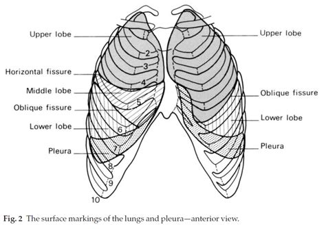 Explore more like lungs and ribs anatomy. Understanding the Clinical Guide to Anatomy: The Thoracic ...
