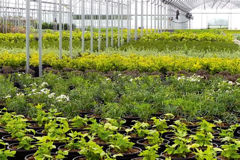Horticulture Production Survey Reveals Dip In Ornamental Plants