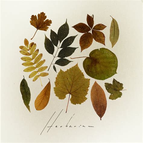 Herbarium | TRITE Sound