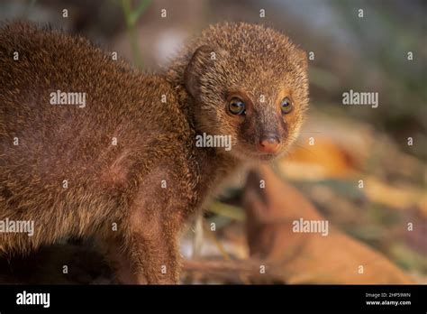 Face Close Up Of A Gray Mongoose Stock Photo Alamy