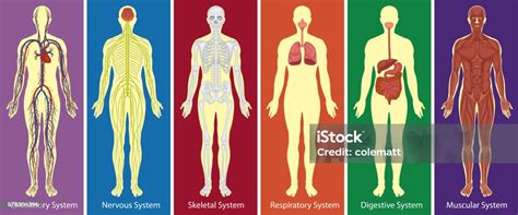 Different Systems Of Human Body Diagram Stock Illustration Download