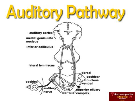 Auditory Pathway