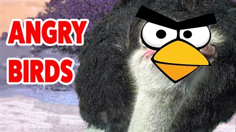 Angry Birds In Real Life Video Compilation Cutest Animals 2016 Youtube