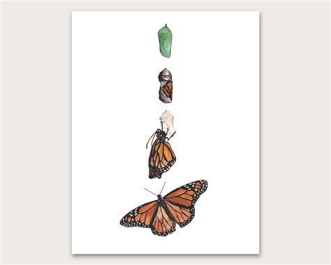 monarch butterfly metamorphosis art print etsy