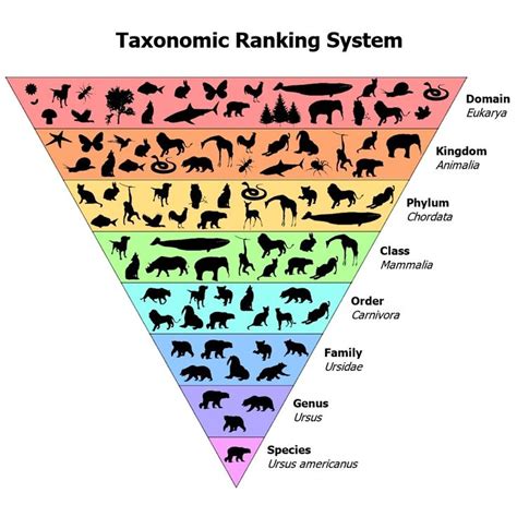 Plant & Animal Classification Guide (Biological Taxonomy) – Fauna Facts
