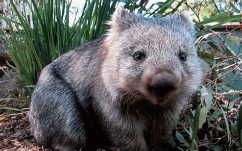 Wombat Protection Society Of Australia Pets