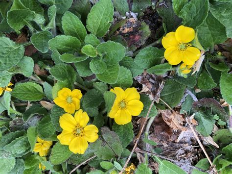 Representatives and senators that include their legislative activity. Chrysogonum virginianum (Green and Gold) | North Carolina ...