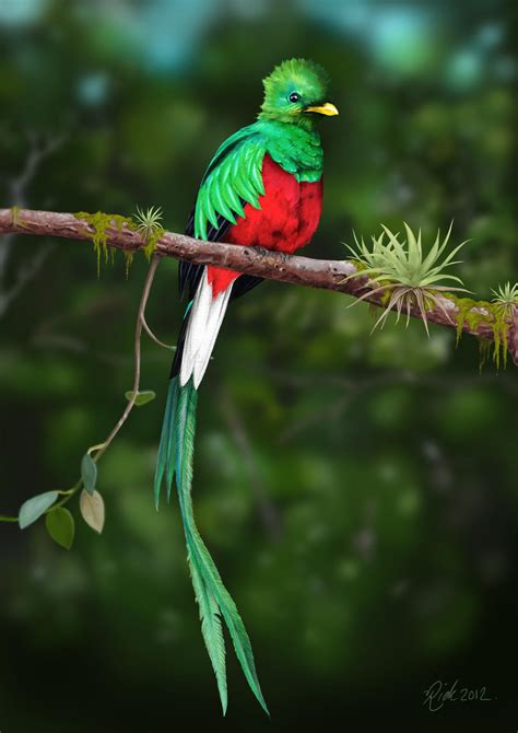 Resplendent Quetzal 2 Digital Painting By Rick Lilley On Deviantart