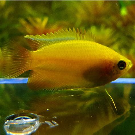 Is thicklip suppoed to be. Both male and female Gold Honey Gourami are stunning ...