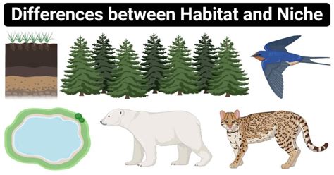 14 Differences Between Habitat And Niche Habitat Vs Niche Habitats