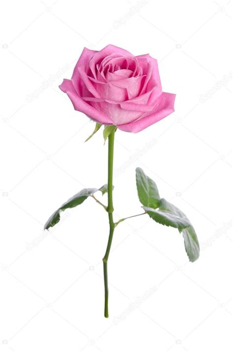 Beautiful Single Pink Rose On A White Background Vertical Posit