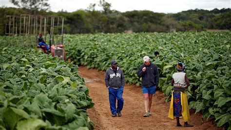 recently evicted white farmer gets his land back in zimbabwe
