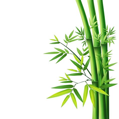 Giant Bamboo Bamboo Art Bamboo Forest Free Images Stock Images Free