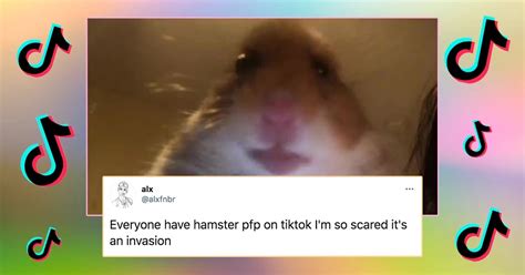The Best 13 Tiktok Hamster Betikwasuik