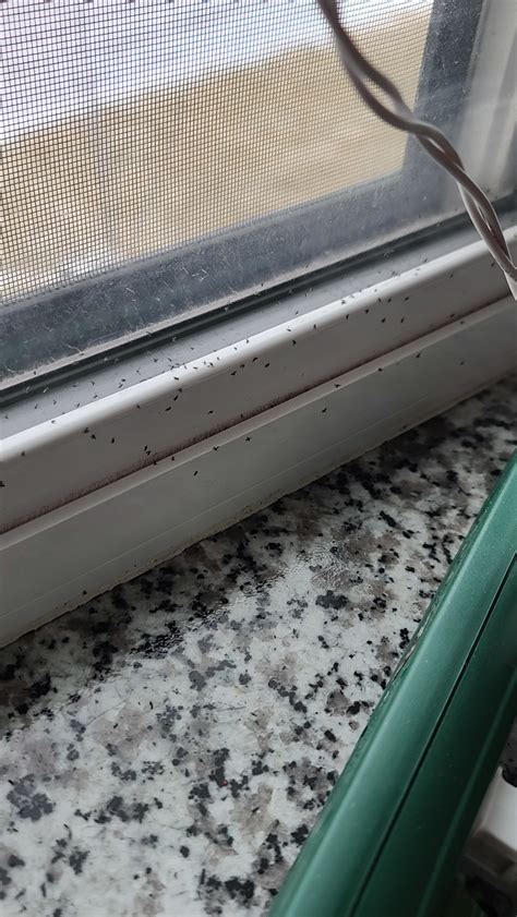 Tiny Black Bugs In Window Sill In North Dakota Winter Ask Extension