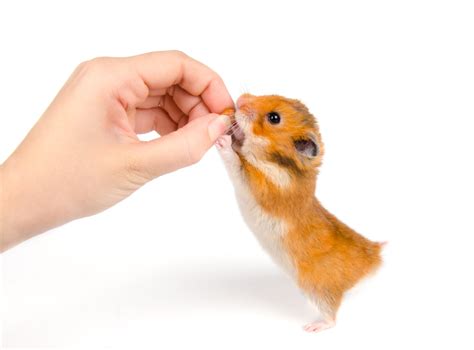 Acheter Votre Hamster Élevage Artisnale En Ille Et Vilaine