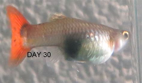 How can i tell if my guppy is having babies? Guppy Pregnancy Photo Progression; When Is My Guppy Due ...
