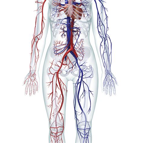 Learn About The Organ Systems In The Human Body
