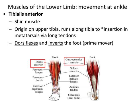 Ppt Muscles Of The Upper And Lower Limbs Powerpoint Presentation Id