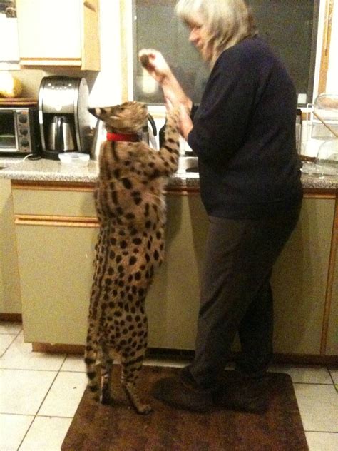 If you've got a second story with a balcony or floor to from youtube for cats to dvds you can buy especially for your feline friend, television can make great entertainment, especially for older cats who. My friend's house cat, a Serval : pics