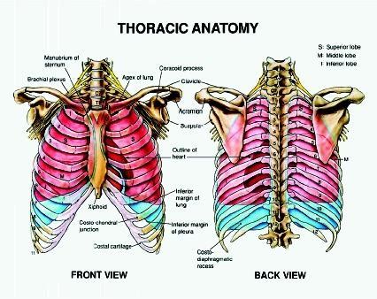 Thoracic cavity description anatomy physiology britannica from cdn.britannica.com the prevascular space is an area anterior to the. Medical Terminology - Briana Kerr